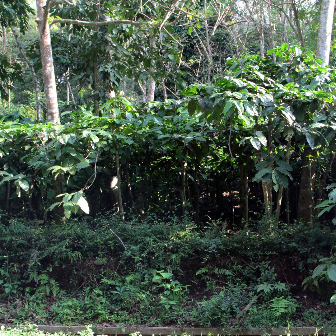 Kintamani Highlands coffee plantation with Mount Agung volcanic soil and traditional smallholder farming methods