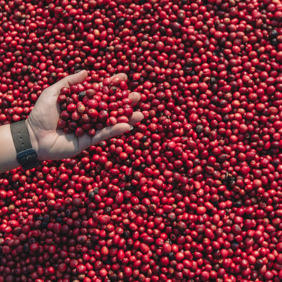 Guatemalan coffee farm in the Huehuetenango mountains