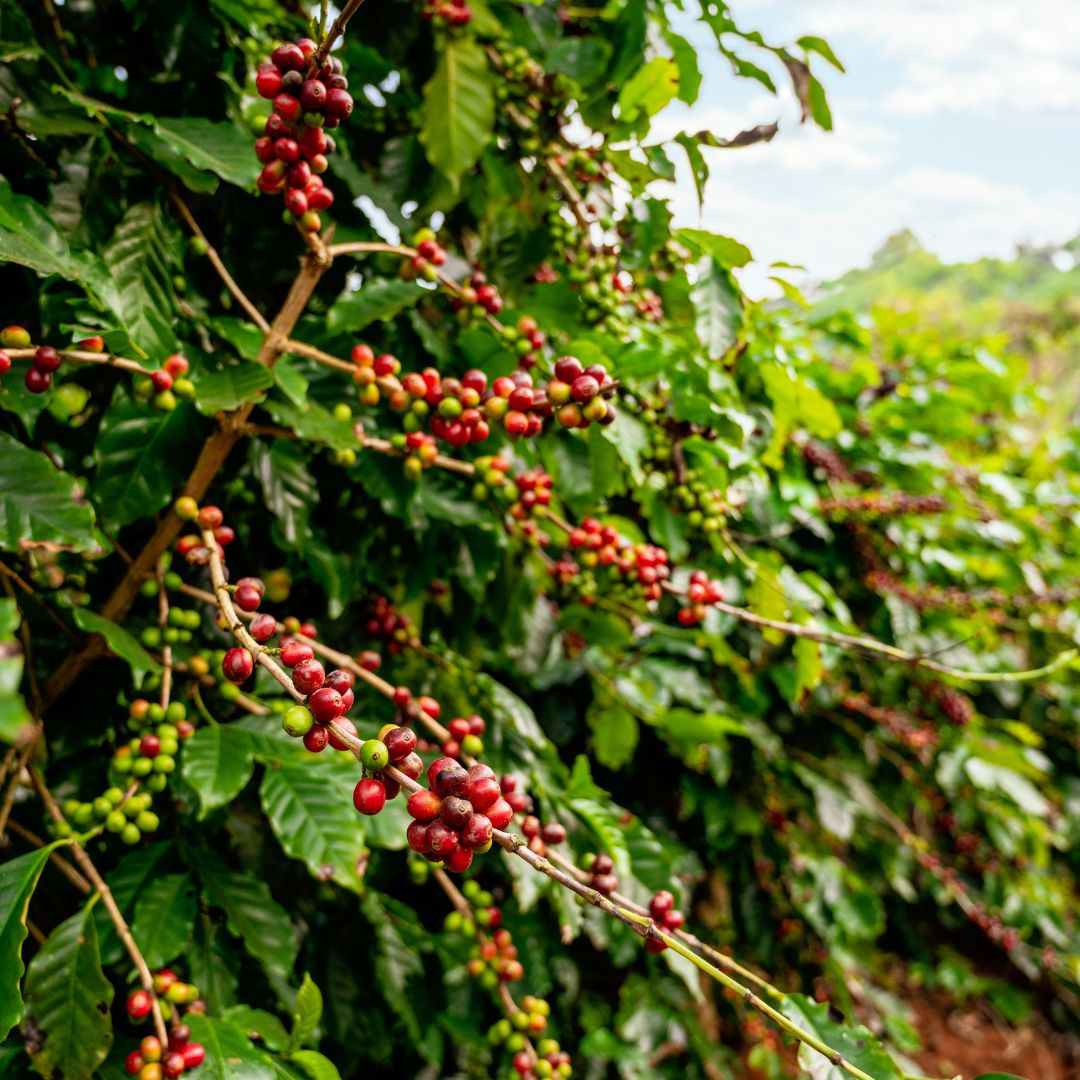 Peruvian smallholder coffee farmers in the Amazonas region