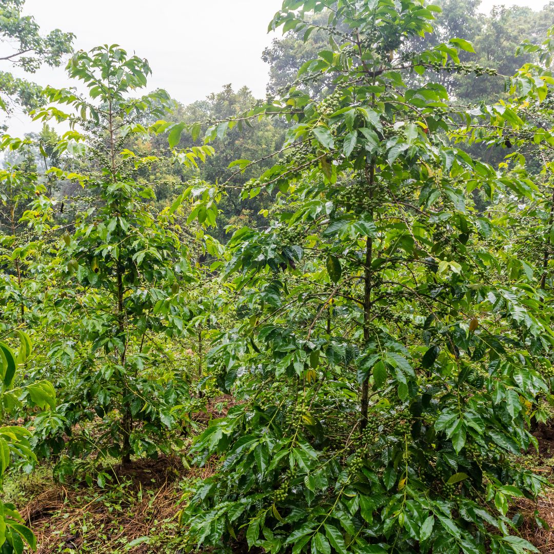 Ethiopian heirloom coffee plants growing at high altitude in Sidama region with traditional farming methods and volcanic soil
