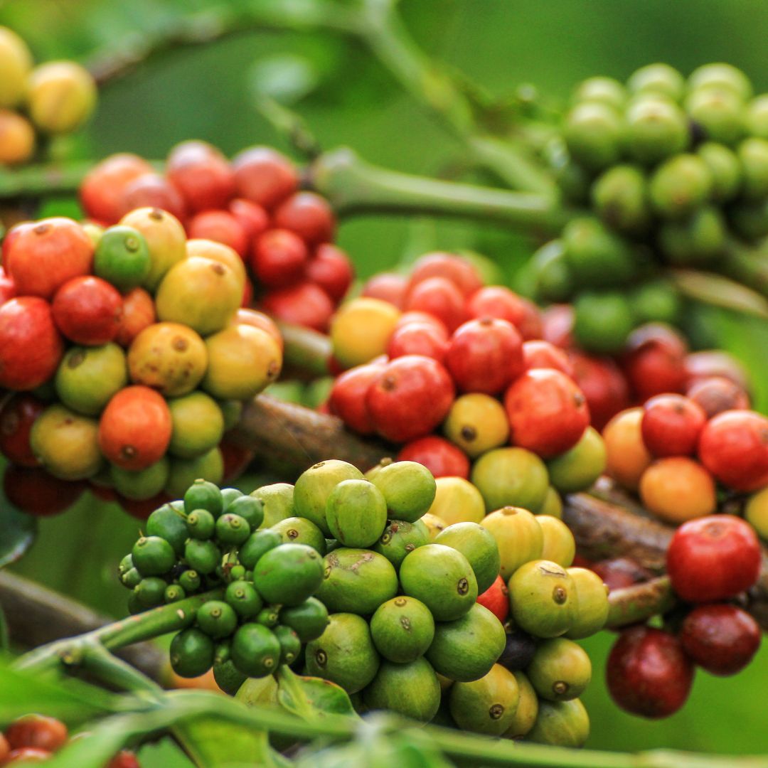Traditional Balinese coffee processing showing harmony between farmers and environment in sustainable agroforestry system
