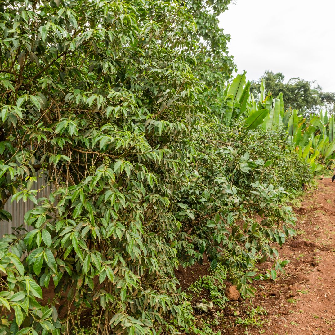 Ethiopian coffee farmers with traditional coffee plants in Oromia region