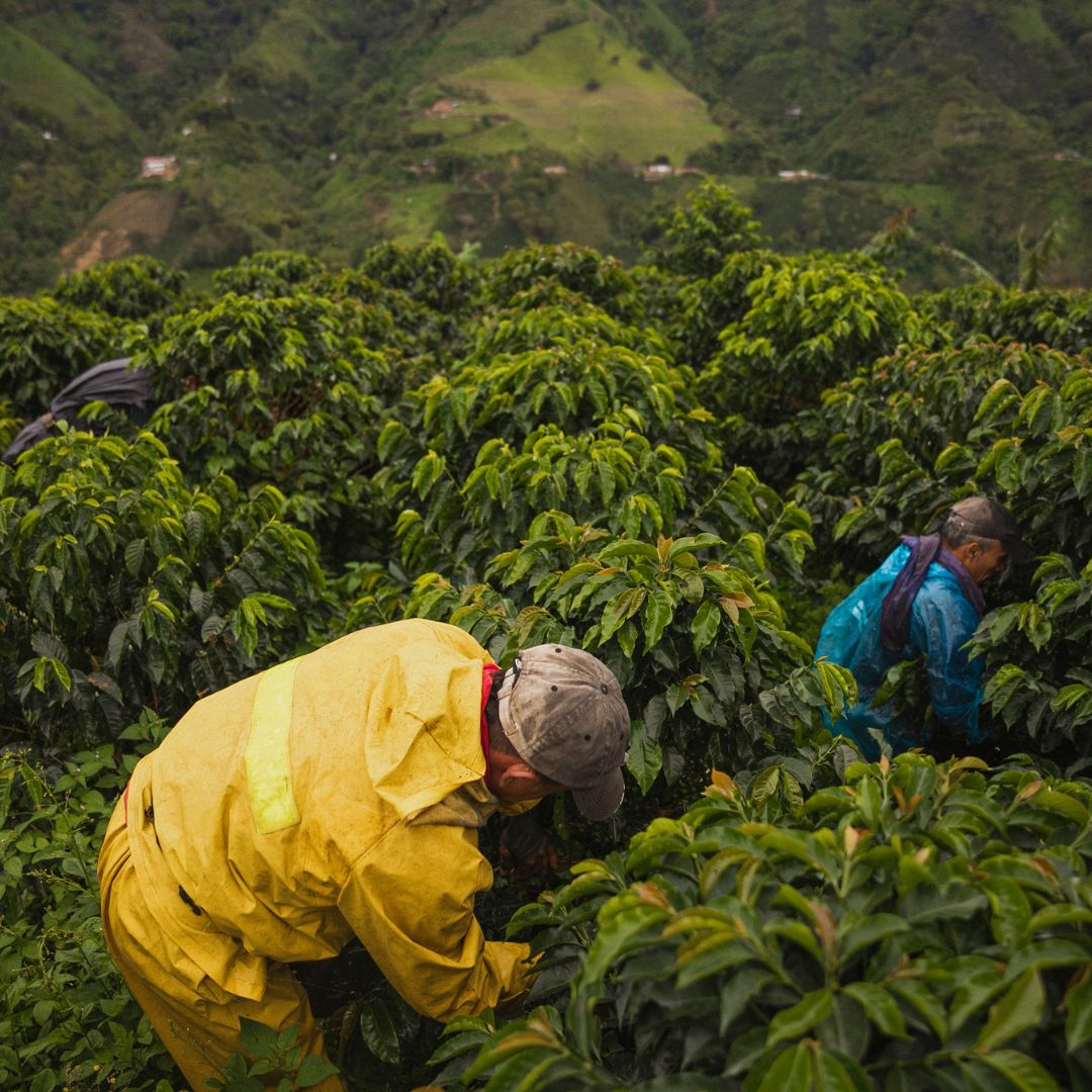 Balinese farmers working with traditional Subak Abian irrigation system and sustainable coffee cultivation methods