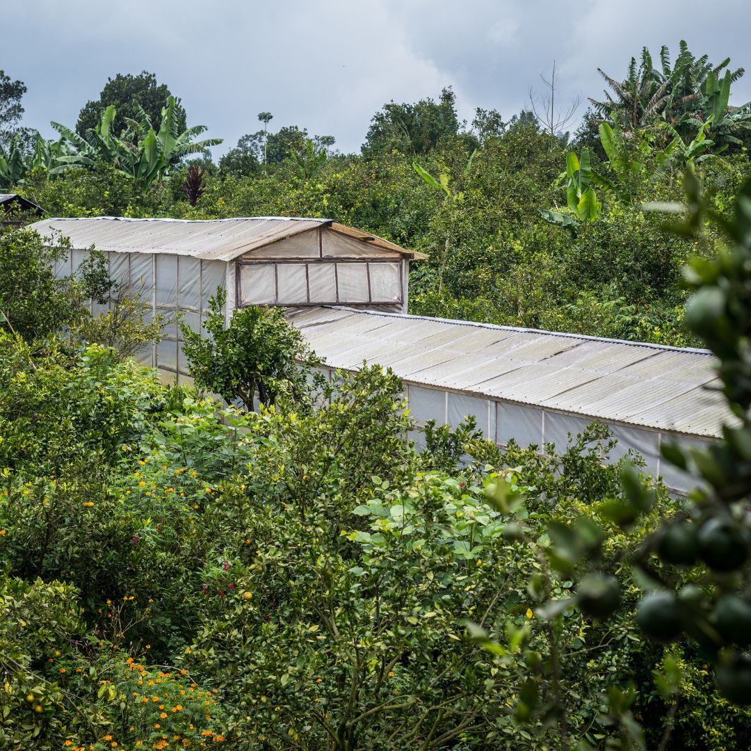 Bali coffee plantation in Kintamani Highlands with volcanic soil