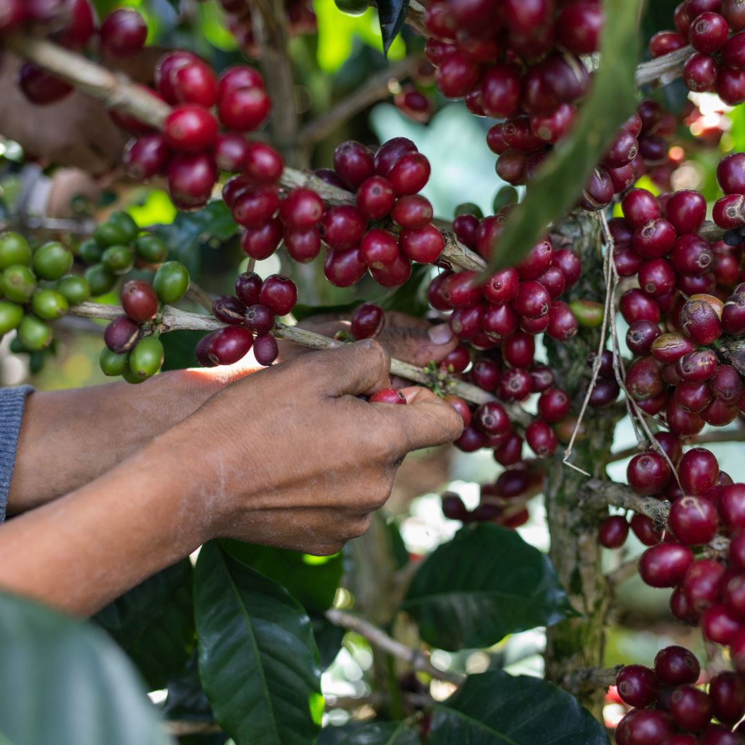 Coffee farmers working in the mountainous Copan region of Honduras