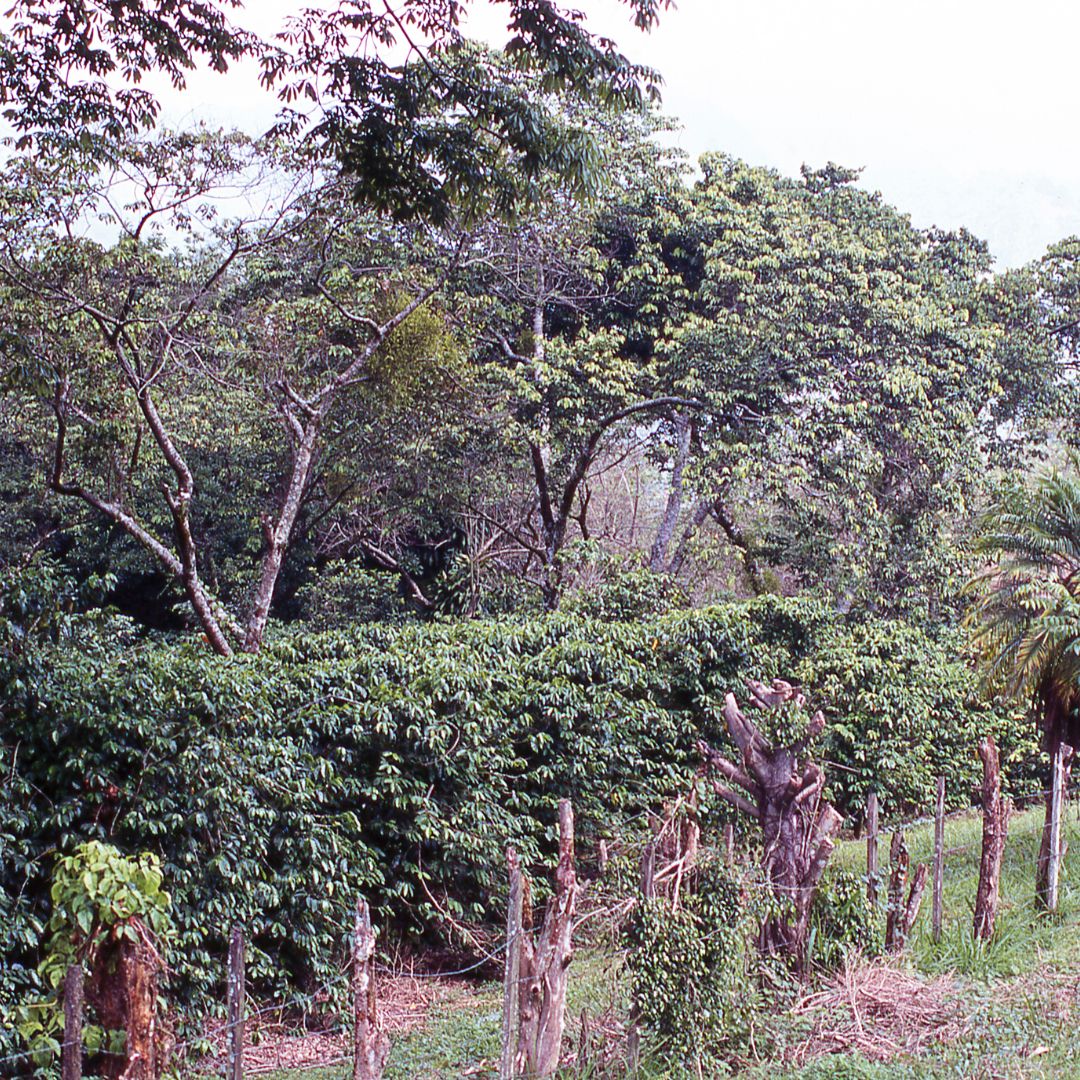 CAFESCOR cooperative members, including women farmers, working together in Honduras coffee processing and community activities