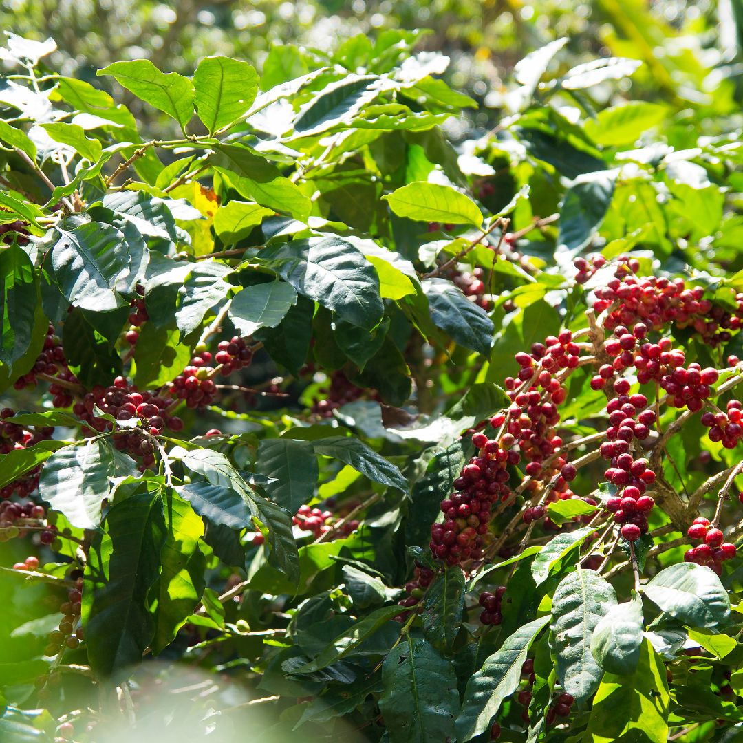 CAFESCOR coffee beans being processed and prepared for export, showing quality control and preparation for global distribution