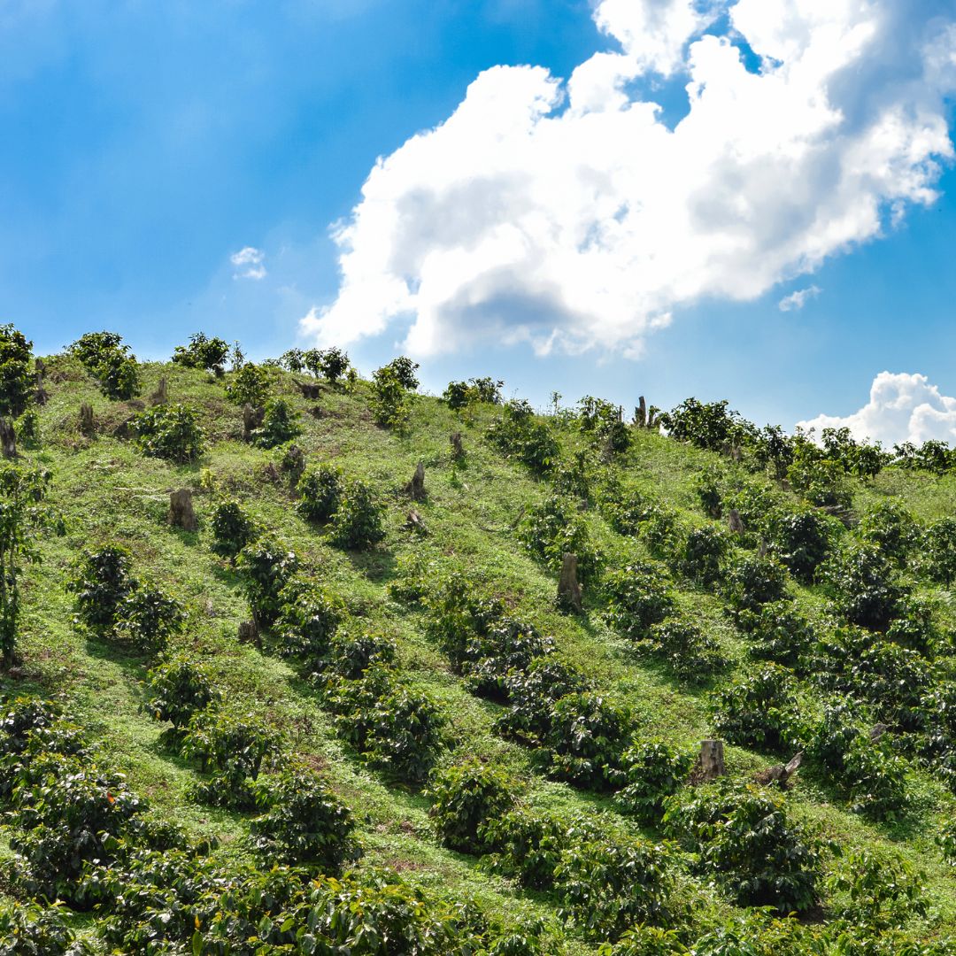 CAFESCOR coffee plants growing at high altitude in Honduras with mountainous terrain and ideal growing conditions