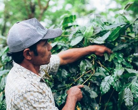 Bali Blue Single Origin - Medium Dark Roast - Everyday People Coffee & Tea