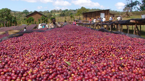 Ethiopia Natural Single Origin - Medium Light Roast - Everyday People Coffee & Tea