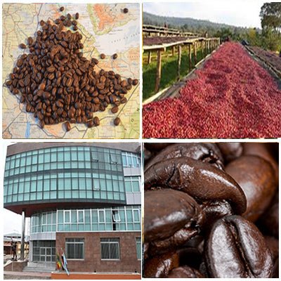 Ethiopia Natural Single Origin - Medium Light Roast - Everyday People Coffee & Tea